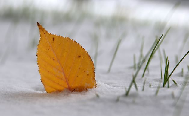 leaves in snow 2