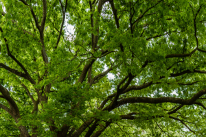 Tree Canopy
